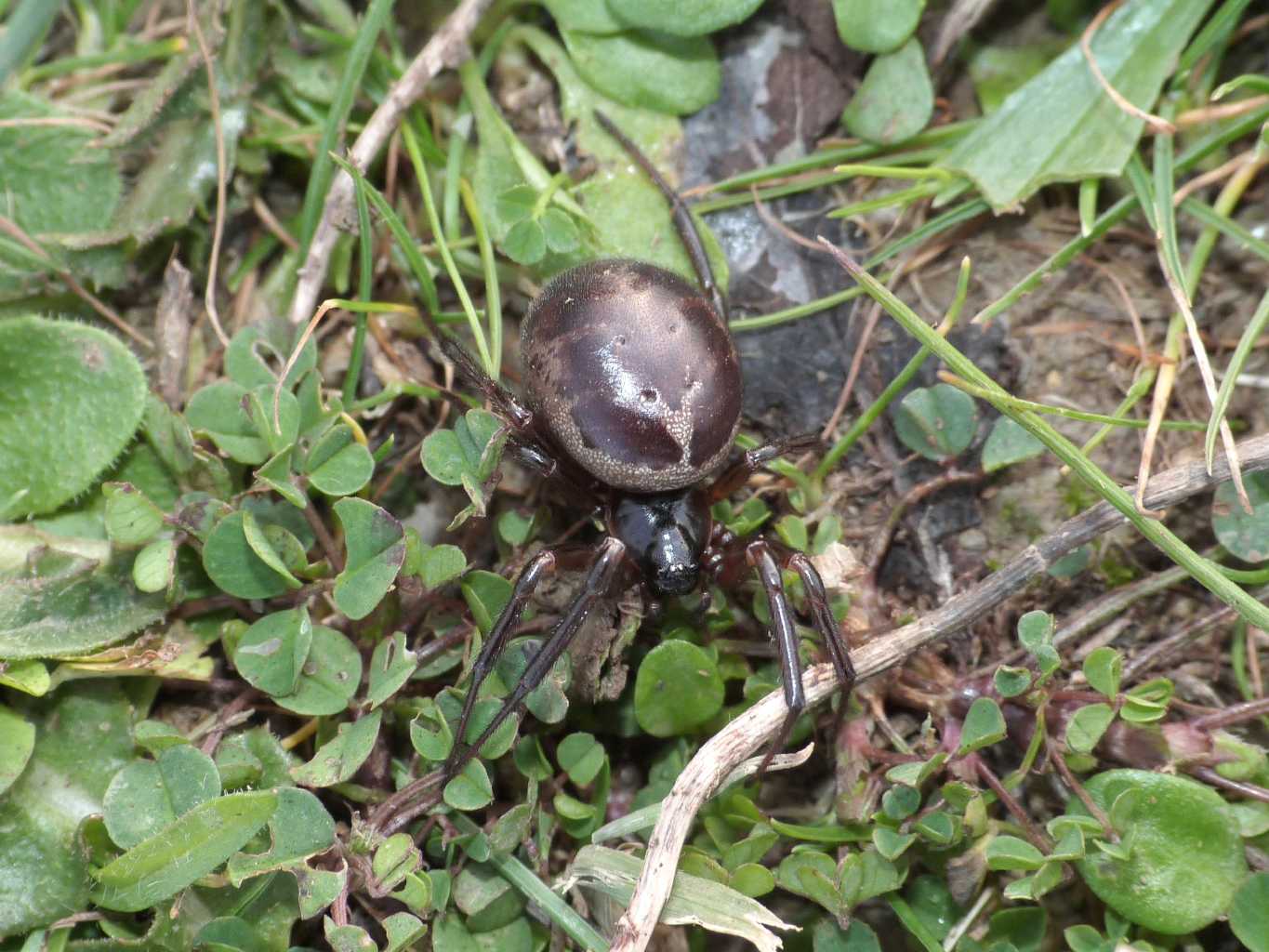 Strana coppia: Latrodectus e S.nobilis - Santa Severa (RM)